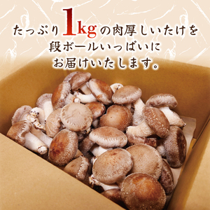 訳あり 不揃い 生しいたけ 1kg ( 生 しいたけ シイタケ 椎茸 大ぶり 椎茸 朝 椎茸 収穫 椎茸 食べ応え 椎茸 厚い 椎茸 肉厚 椎茸 うまみ 椎茸 菌床 椎茸 栽培期間中 椎茸 農薬不使用