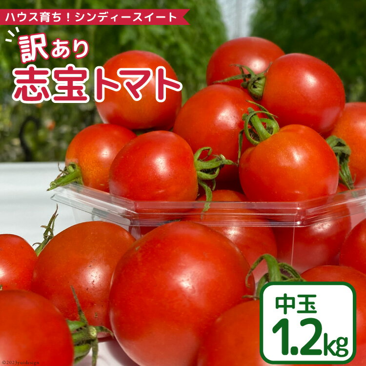 【ふるさと納税】【 訳あり 】 志宝トマト シンディスイート 中玉 1.2kg [モアショップヤマモト 石川県 宝達志水町 38600593] 不揃い 規格外 野菜 トマト とまと 石川県産