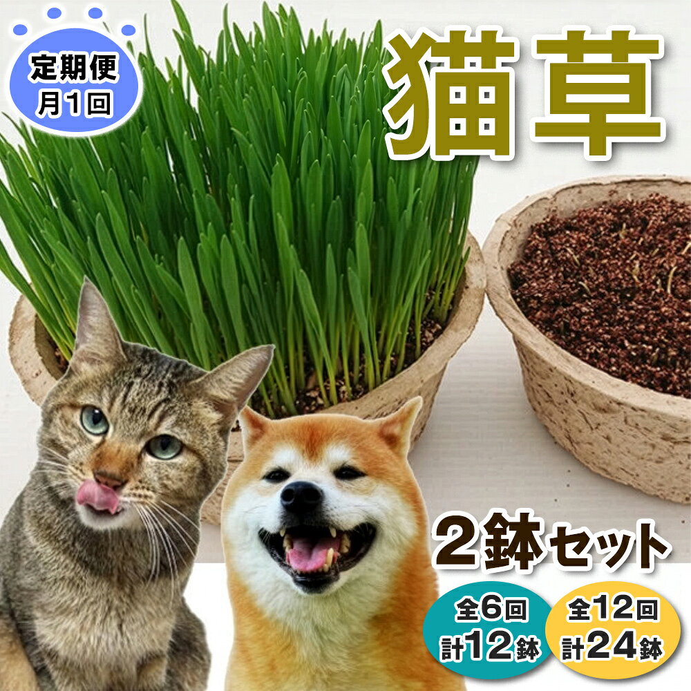 【ふるさと納税】[定期便／月1回] 猫草 2鉢セット (選べる鉢数：計12鉢／計24鉢)｜猫草 定期便 月1回 猫草 月1回 定期 猫草 2鉢 定期 毎月お届け 定期購入 [1199-1201]