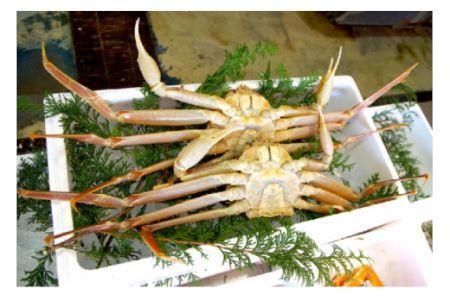 先行予約 訳あり 松葉ガニ 生 1枚（約500g） 年明け配送 ※着日指定不可※北海道、沖縄、一部離島への配送不可 松葉がに