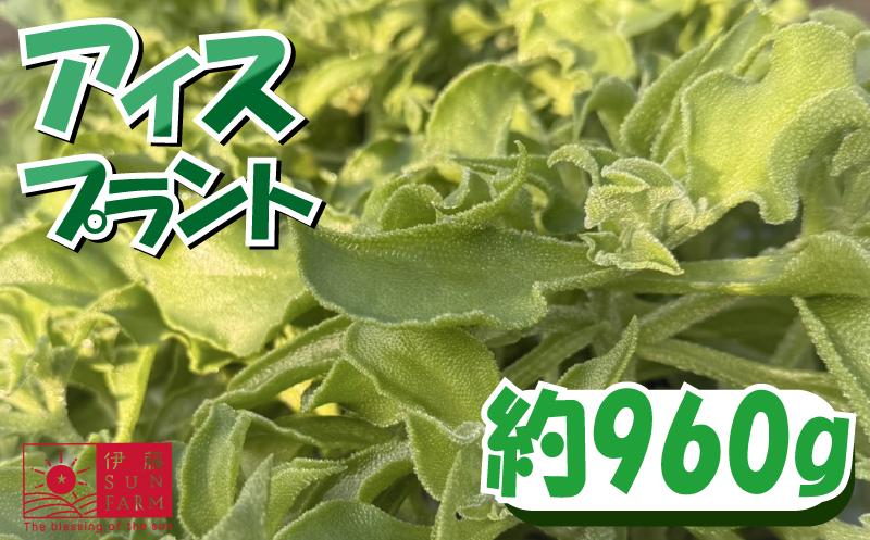 
            【先行予約】アイスプラント 80 g×12 個  期間限定 数量限定 サラダ 野菜 フレンチ やさい 送料無料 千葉県 旭市 伊藤SUN FARM isf004
          