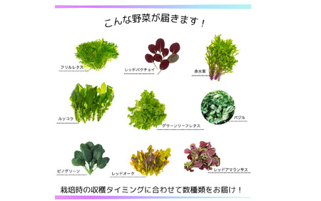 サラダミックス 【 お試し 月1回 】＼ デリサラダ ／ Deli Salad ★ ドレッシング or ジャム付き セット サラダ ミックス 1kg | アグリード お手軽 ミックス野菜 西洋ハーブ 