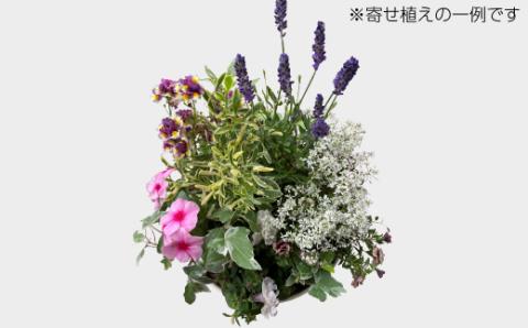 カーデニングコンシェルジュが育てた季節の花 寄せ植え[高島屋選定品］京都・南丹市八木町　021N345