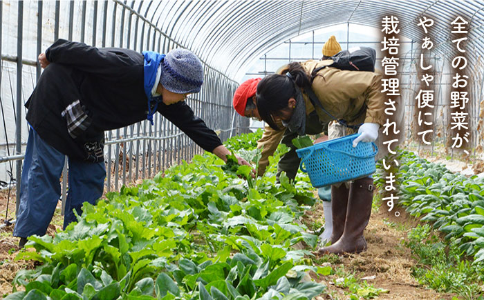 【全4回定期便】旬の野菜セット（7-10品目10kg未満）野菜 やさい 詰め合わせ セット五島市/やぁしゃ便 [PBG002]