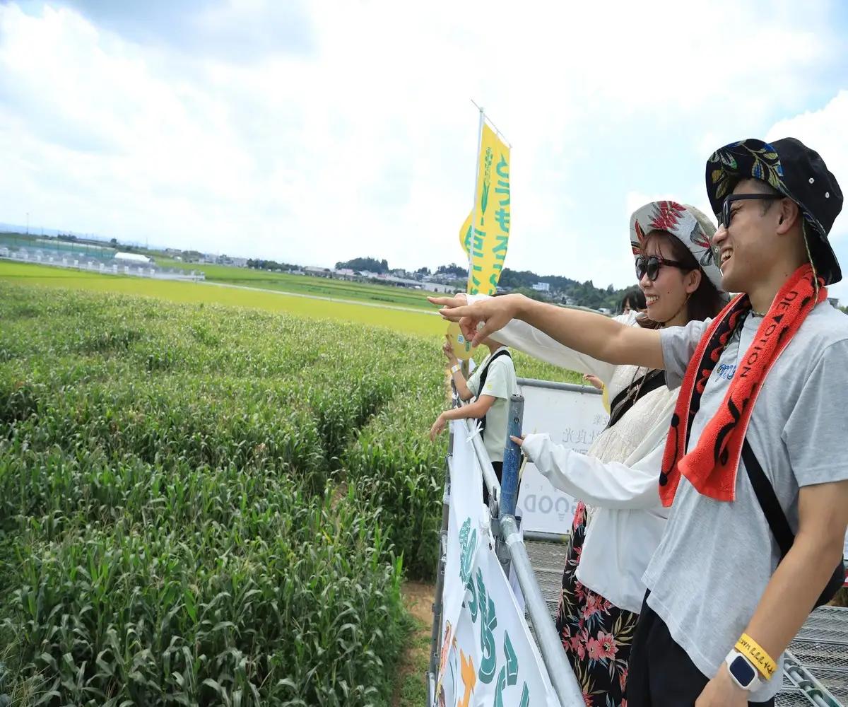 真夏のとうもろこし巨大迷路2026ゴールドデント777WAKUYA｜とうもろこし 体験 迷路 涌谷町【saito006】