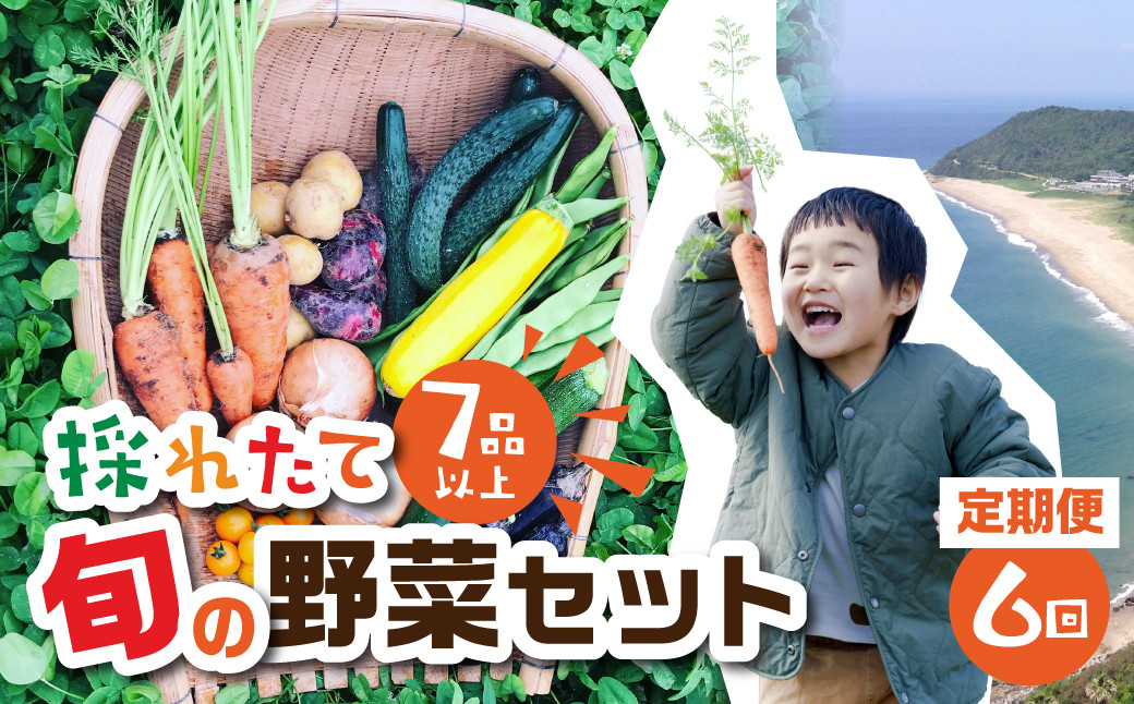 
【 6回 定期便 】金賞受賞 旬彩野菜セット 旬の野菜 7品目以上 レシピ付き お届け 国産 新鮮 農薬不使用 化学肥料不使用 産地直送 こだわり野菜
