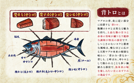 北海道産 天然 本マグロ 背トロ 冷凍 200g × 5柵 (訳あり 筋あり) 国産の本鮪を食卓へ【配送不可地域：離島】【1625102】