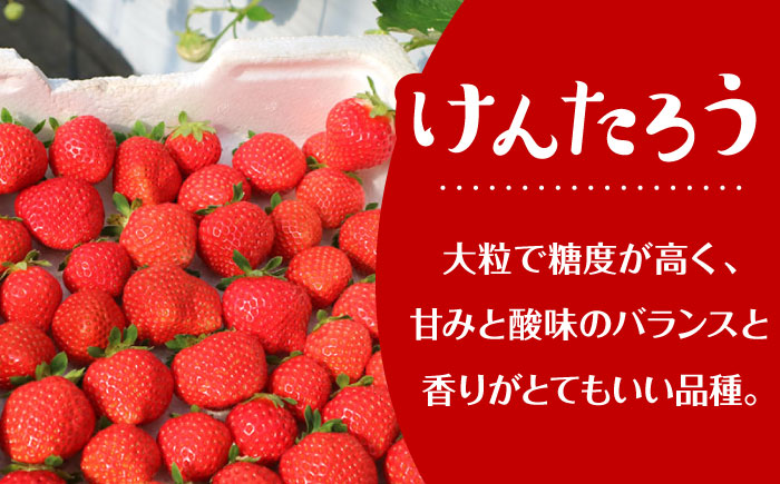 【先行予約 2026年5月以降順次発送】春夏イチゴ「けんたろう」計600g《厚真町》【こばやしいちご農園】 [AXBT001]