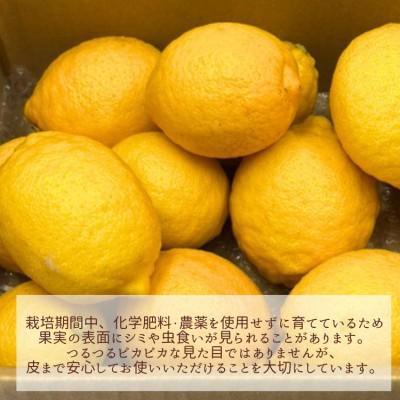 ふるさと納税 宗像市 【11月〜5月順次発送】宗像産レモン2kg【道の駅むなかた】_HA1817 |  | 01
