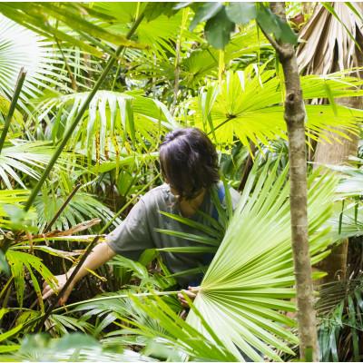 ふるさと納税 伊平屋村 クバのシェード KUBAGASA Mサイズ |  | 03