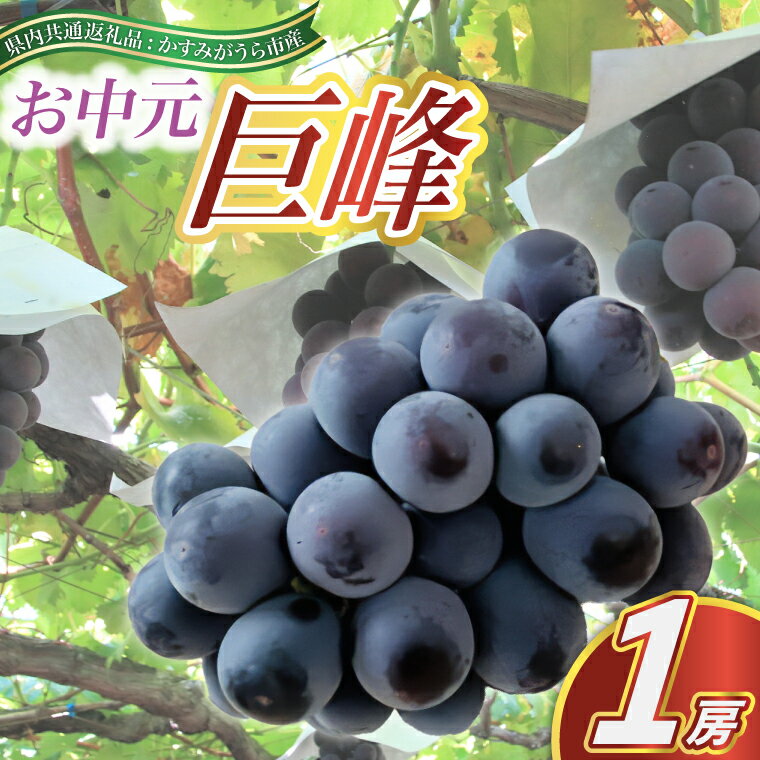 【ふるさと納税】お中元　巨峰1房(県内共通返礼品:かすみがうら市産)【配送不可地域：離島・沖縄県】 (BR082)