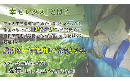 定期便 6回 野菜 詰め合わせ セット レタス 計7個 幸せレタス フリルレタス 4個  グリーンリーフ 3個 水耕栽培  LED 栽培 低菌 野菜 丸ごと ベジタブル 副菜 常備菜 サラダ ヴィーガ
