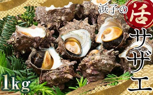 
本州最北端の海女 【浜子の活サザエ】 約1kg（7～10個）※漁師カード付 さざえ 栄螺 貝 海鮮 BBQ ご飯 壺焼き 刺身 F6N-121
