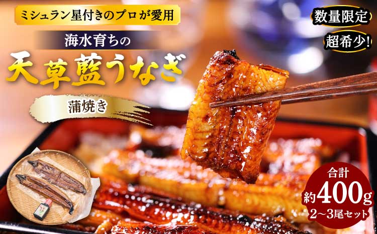うなぎ 【ミシュラン1つ星店 採用】 国産 蒲焼き2-3尾 400g ギフト 蒲焼き 白焼き 鰻重 鰻丼 【数量限定】海水育ちの天草藍うなぎ 蒲焼き 2〜3尾セット（計約400g）鰻  