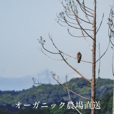 ふるさと納税 掛川市 【毎月定期便】しあわせ野菜畑の有機野菜　Mセット　(安心の有機JAS認証　オーガニック野菜)全12回 |  | 01