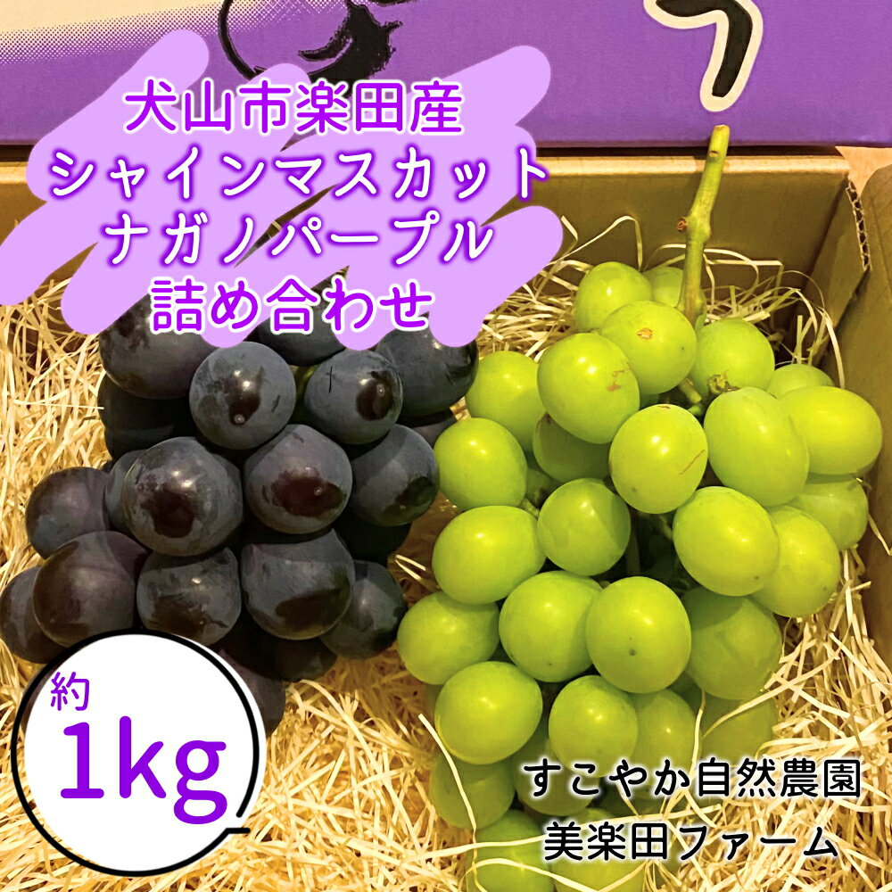 【ふるさと納税】【2026年先行予約】犬山市楽田産 葡萄（シャインマスカット、ナガノパープル）詰め合わせ ｜ ぶどう 葡萄 マスカット 甘い 詰め合わせ 房 ブドウ 愛知県 犬山 ご自宅用 贈答 贈り物 プレゼント ご褒美 シャインマスカット ナガノパープル 種なし 皮ごと