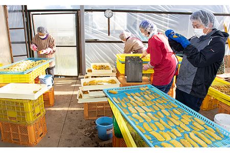 186【丸干し4袋】熟成干し芋1.2kg（茨城県産紅はるか）【2025年1月～4月ごろ順次発送予定】
