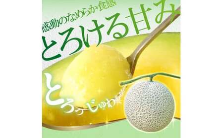 【先行予約】メロン 1玉入（約1.4kg〜1.8kg）青肉 〈2027年4月上旬〜5月中旬頃発送〉 メロン めろん マスクメロン 舐瓜 果物 くだもの フルーツ デザート 旬 ハウス栽培【株式会社とさ