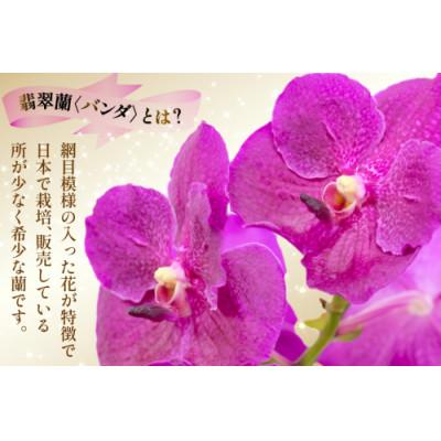 ふるさと納税 島原市 希少な花「華やかな恋」の予感 翡翠蘭(バンダ) ピンク 切り花5本 AI175 |  | 01