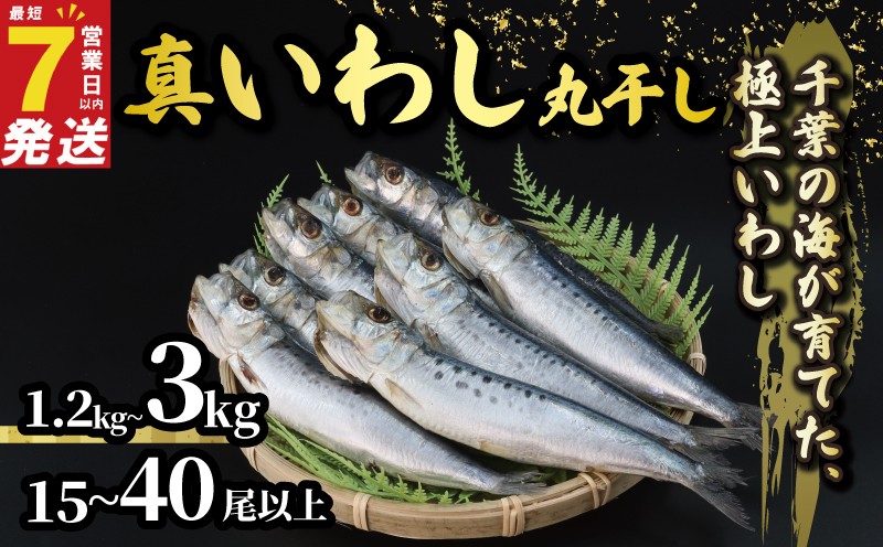
                  ＼最短7営業日以内発送／ いわし 丸干し 選べる 容量 約 1.2kg / 3kg 15尾以上 40尾以上 丸ごとイワシ 冷凍 国産 鰯 イワシ いわし 鰯 イワシ いわし 鰯 イワシ いわし 鰯 イワシ ご飯 酒 肴 海鮮 魚 おかず 焼魚 おつまみ 人気 千葉県産 冷凍食品 グルメ 贈答 ギフト 長期保存 贈り物 送料無料 ふるさと納税 千葉県  旭市 有限会社井上商店 ius
                