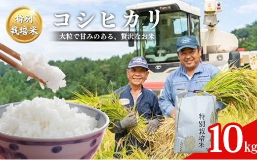 
                  令和7年産 米 特別栽培米 コシヒカリ (白米) 10kg 10キロ 棚田米 どぶろく荘 こしひかり お米 コメ 送料無料
                