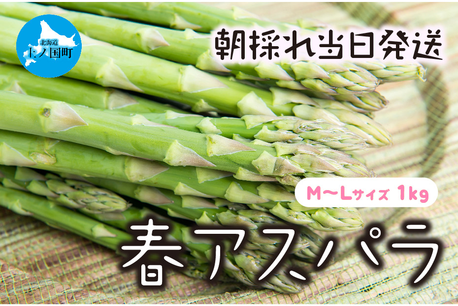 
            【2026年春発送】わかさ農園の朝採り春アスパラ　M～L（1㎏）　グリーンアスパラ　朝採れ　農家直送　新鮮　甘い　春野菜　旬野菜　特産品　北海道産
          