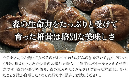 特大 原木生椎茸 400g×2 | きのこ しいたけ 原木栽培 生しいたけ どんこ 大分県産 九州産 国産 大分県 中津市