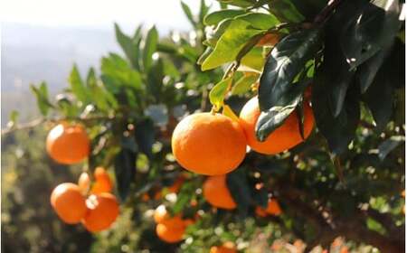 完熟早生みかん　宮川早生５kg※2025年12月から順次発送予定※ 【期間限定・12/20まで】/ 和歌山県 ミカン フルーツ 果物 柑橘 田辺市 【nak006-1】