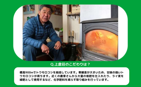 信州産 朝採り【 黄色 】 とうもろこし 8本 ～ 12本 ( 品種 おおもの ) 上倉荘 配送先は本州限定 2025年8月上旬頃から2025年9月中旬頃まで順次発送予定 信州 トウモロコシ コーン 