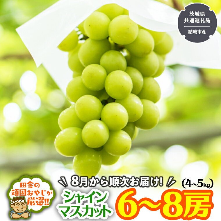 【ふるさと納税】田舎の頑固おやじが厳選！シャインマスカットはこれだっぺセット6〜8房入り【2026年8月から発送開始】 （茨城県共通返礼品 [ぶどう]：結城市産) ギフト フルーツ 果物 ぶどう 葡萄