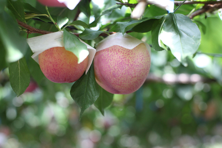 【2026年発送★先行予約】笛吹市産　貴陽　約1.8kg　（大玉7～10玉） 205-008-26y