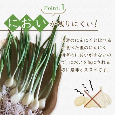 ふるさと納税 角田市 スプラウトにんにく 12片　国産ホワイト六片使用、水耕栽培 |  | 02