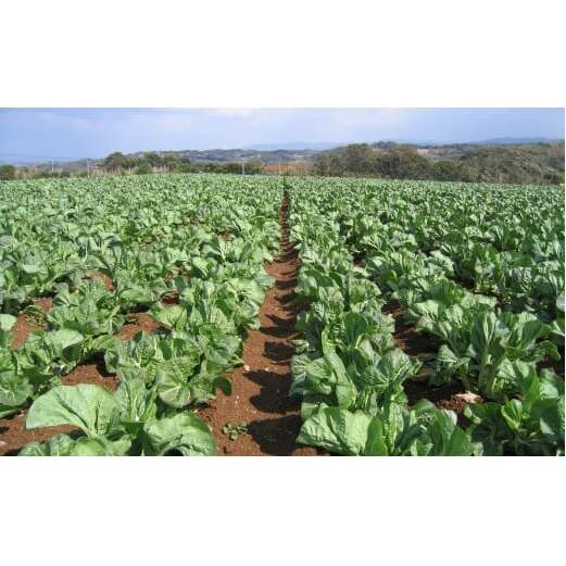 佐賀県産高菜使用高菜乃華(4種入り）前田食品工業 高菜漬け 佐賀県産高菜漬け 有田町産高菜漬け 高菜漬4種セット漬物 九州産高菜 美味しい漬物 チャーハン お茶漬け 明太子高菜 辛子高菜 6000円 