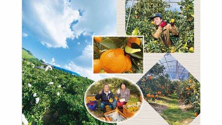 B341-14 不知火（3kg）