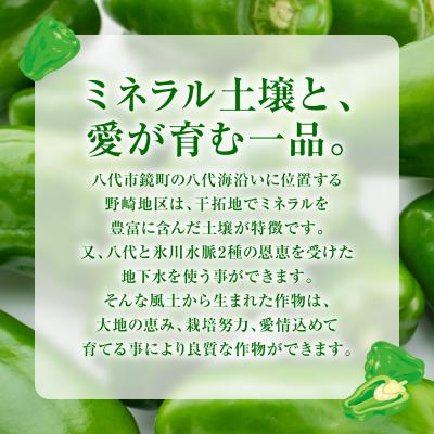 ふるさと納税 八代市 【先行予約】とんがりジャンボピーマン 1.5kg【2026年4月上旬より順次発送】_271-6792 |  | 02