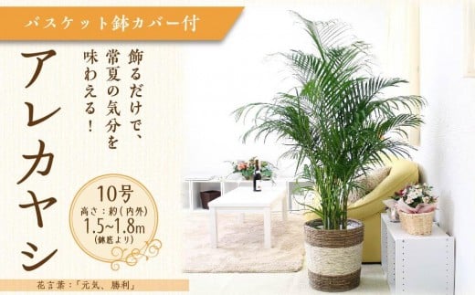 アレカヤシ 10号 ストライプバスケット鉢カバー 土の表面:ウッドチップ 【観葉植物 植物 アレカヤシ 10号 バスケット 鉢付 インテリア 部屋 室内 オフィス 癒し エコ グリーン マイナスイオン リラックス オシャレ おしゃれ ギフト プレゼント 贈り物 人気 おすすめ  福岡県筑前町 送料無料 AG037】