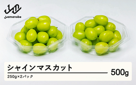 《先行予約》2026年産 シャインマスカット ダイヤパック 250g×2パック やまのべ多田農園のぶどう ブドウ F21A-312