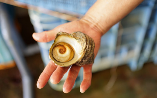 臼杵の綺麗な海で育った天然サザエ（1.2kg）