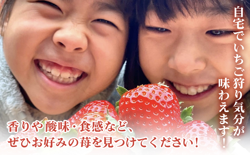 【2月から発送】自宅でいちご狩り気分! 完熟いちご6品種食べ比べセット 800g以上 ／いちご イチゴ 苺 果物 くだもの フルーツ 旬のくだもの 季節のフルーツ 食べ比べ 詰め合わせ セット 希少品