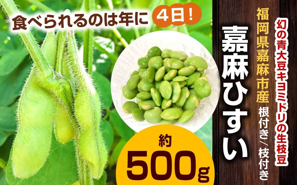 年に1度の青々とした若さをお届け！希少な嘉麻ひすい根付き枝付き 生枝豆 約500g 【2024年10月上旬～10月下旬発送予定】 希少 青大豆 キヨミドリ