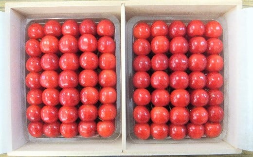 さくらんぼ（佐藤錦）１ｋｇ（５００ｇ×２パック）桐箱入　0056-2511