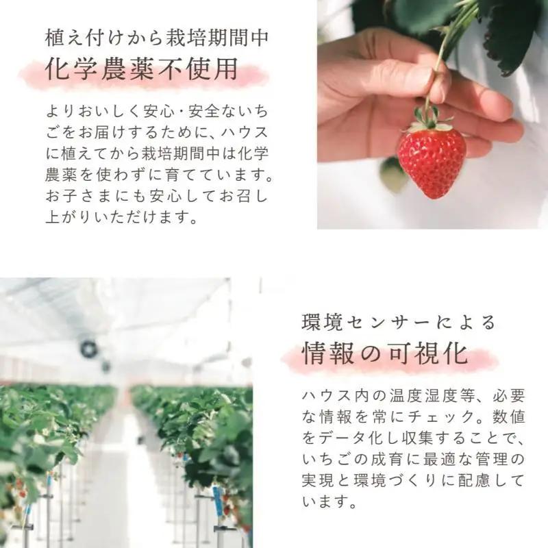 【先行予約】越後姫 中粒いちご 越後姫 約200g×2P 渡辺農園