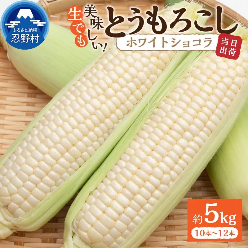 ★2027年先行予約★朝採りトウモロコシ 約5kg（ホワイトショコラ）