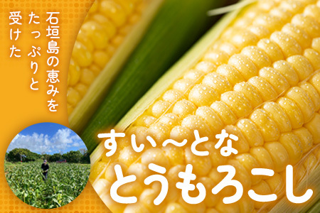 【予約受付】スイートコーン すいーとかよちゃんファームのとうもろこし 10本《2025年1月中旬～5月末順次発送予定》【 沖縄 石垣 野菜 やさい コーン 甘い トウモロコシ コーン 産地直送 】KF