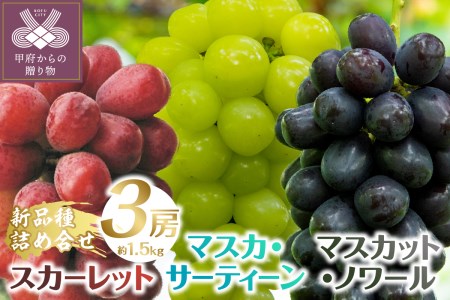 【2025年発送分】植原葡萄研究所の新品種詰め合せ