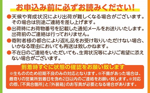 《2024年発送》期間限定 数量限定 宮崎県産 完熟マンゴー3玉 合計約750g以上