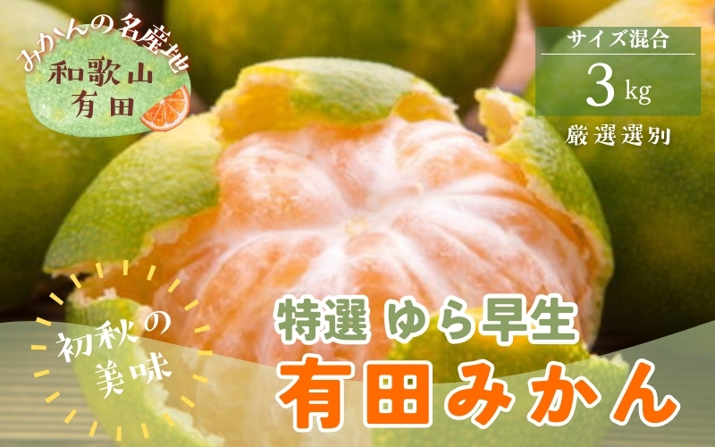 【初秋の美味】特撰 ゆら早生有田みかん 3kg【2025年10月頃から順次発送予定】※北海道・沖縄・離島配送不可/ 和歌山 ミカン オレンジ 柑橘 フルーツ 果物 くだもの 旬【ard050B】
