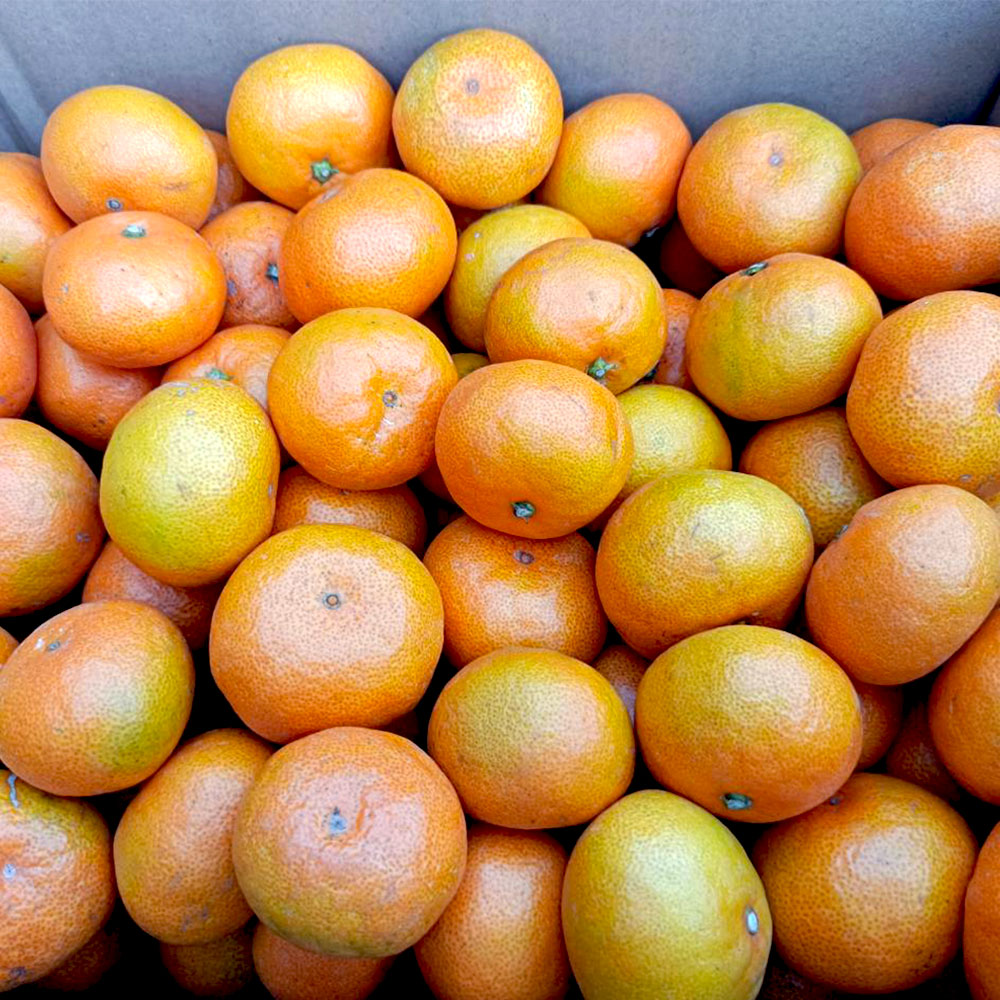 【ふるさと納税】 熊本市産 みかん 10kg サイズ2L～2S 蜜柑 ミカン フルーツ 果物 柑橘 熊本産 九州産 送料無料【2025年10月下旬~2026年2月下旬迄発送予定】