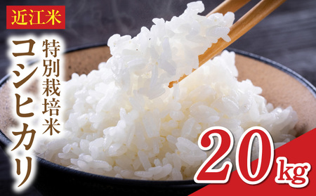 【令和8年】先行予約近江米『コシヒカリ』　特別栽培米　20キロ（鮮度保持袋） DT-0005
