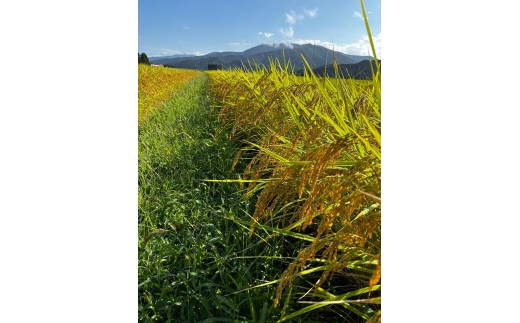 令和7年産 新米 旧村松町産 新之助 5㎏ 新潟県 五泉市 株式会社熊倉商店